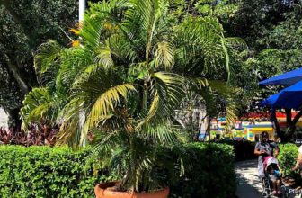 Zorg voor Areca Palm buitenshuis: Dypsis Lutescens buiten kweken