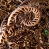 Droge schoonheid in de tuin