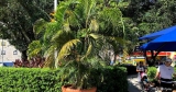 Zorg voor Areca Palm buitenshuis: Dypsis Lutescens buiten kweken
