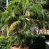 Hoe Dypsis Lutescens te bemesten?