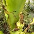 Aflevering 101: Berried Treasure – Groene Tuin