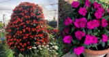 Zijn Impatiens giftig voor honden, katten of mensen?