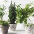 Aflevering 101: Berried Treasure – Groene Tuin