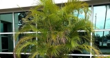 Hoe Dypsis Lutescens te bemesten?